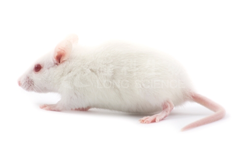 酒精性肝损伤模型在生物医学研究中的重要性