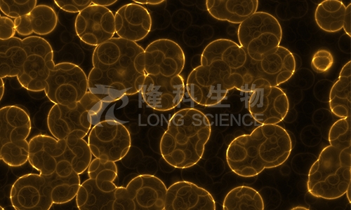 检测细胞凋亡的意义