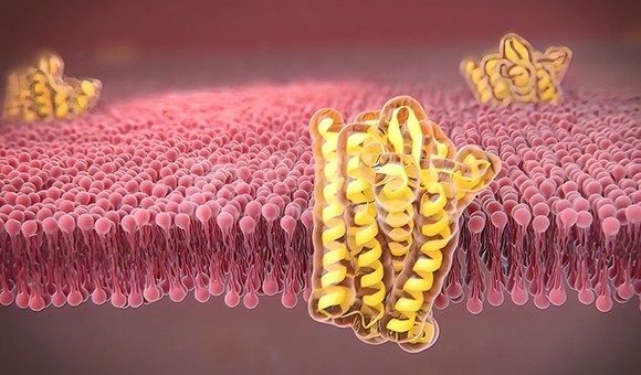免疫共沉淀实验