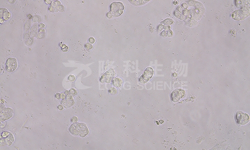 细胞划痕实验全面指南：从原理到实践